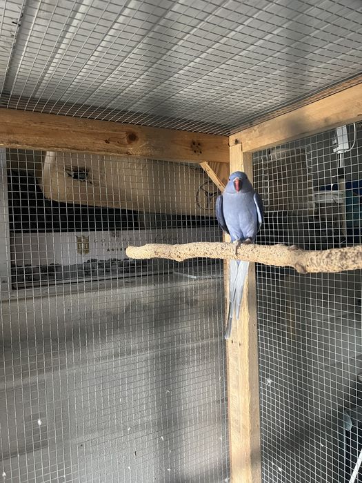 Femea RING NECKS 2021 / RM Birds