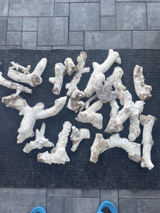 Skala do akwarium morskiego