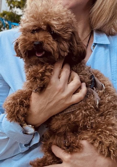 Вязка той пудель