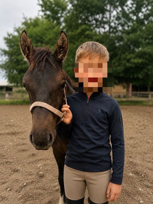 Klacz huculska 7 miesięcy, wspaniała, grzeczna