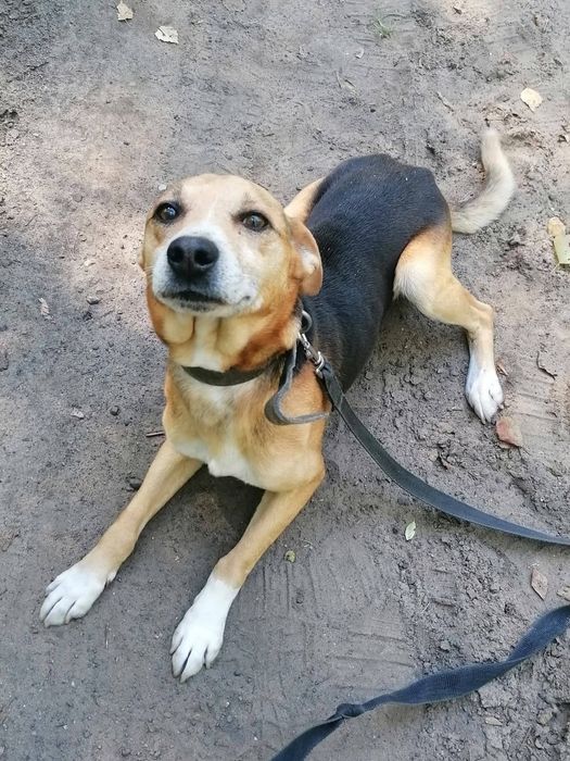 BAMBO nie chce wiele. Tylko człowieka, który już go nie zostawi.