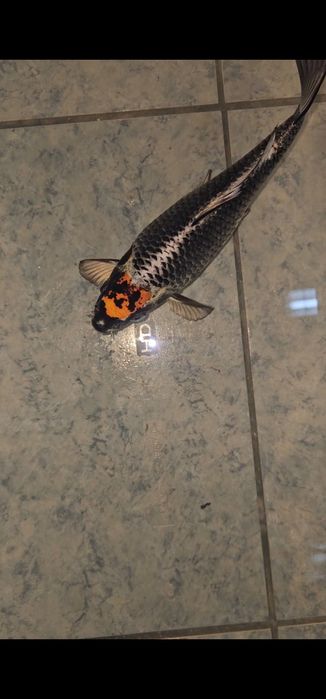 Carpa Koi (20 CM )