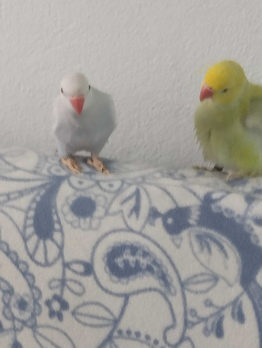venda de ringnecks