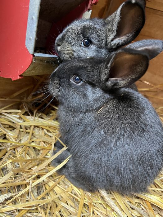 Oddam młode w dobre ręce