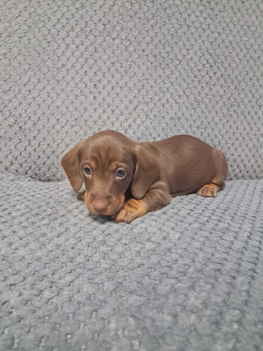 Jamniczki czekoladowe