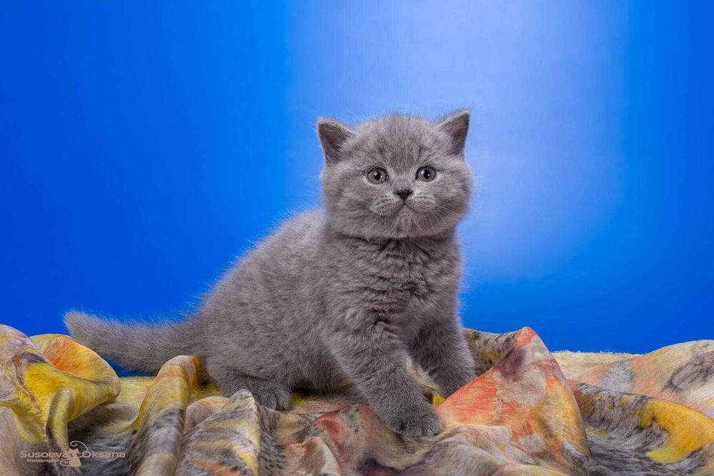 Gatinho criado em ambiente familiar