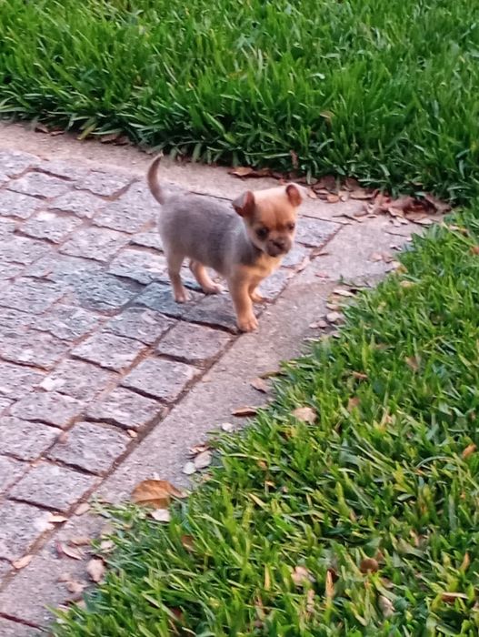 Macho chihuahua mini disponível