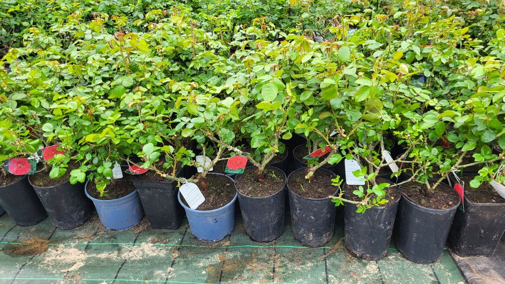 Róże sztamowe, róże pienne, róże na pniu w doniczkach