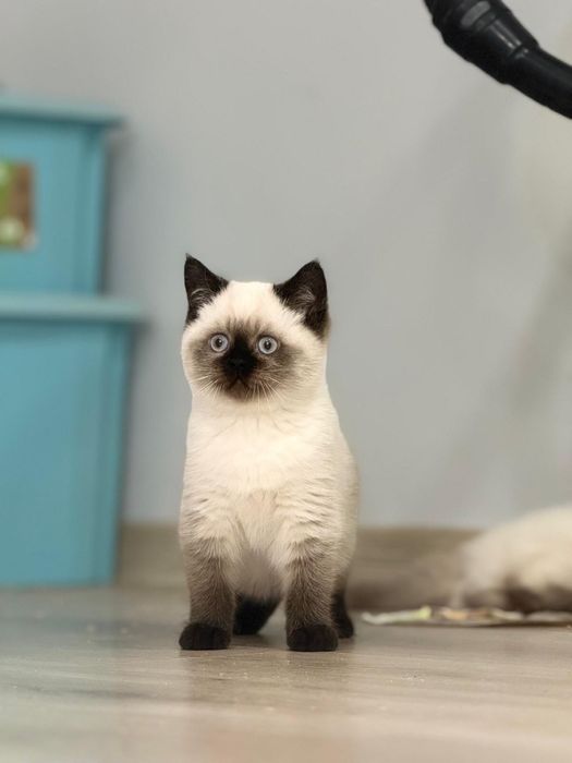 Kot brytyjski kotka brytyjska point do odbioru