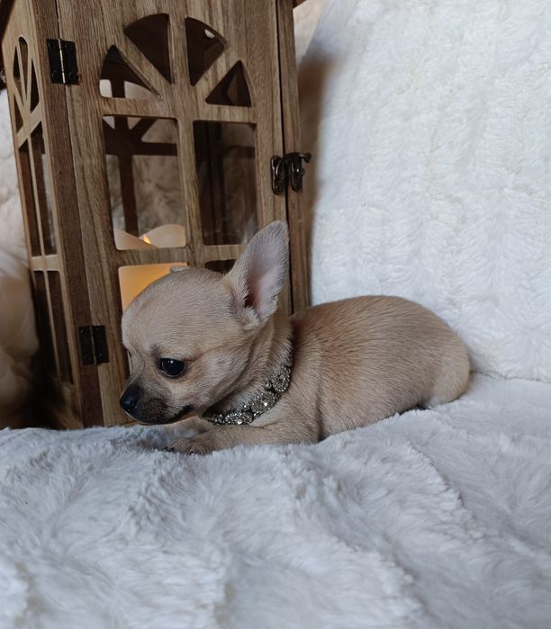 Chihuahua suczka