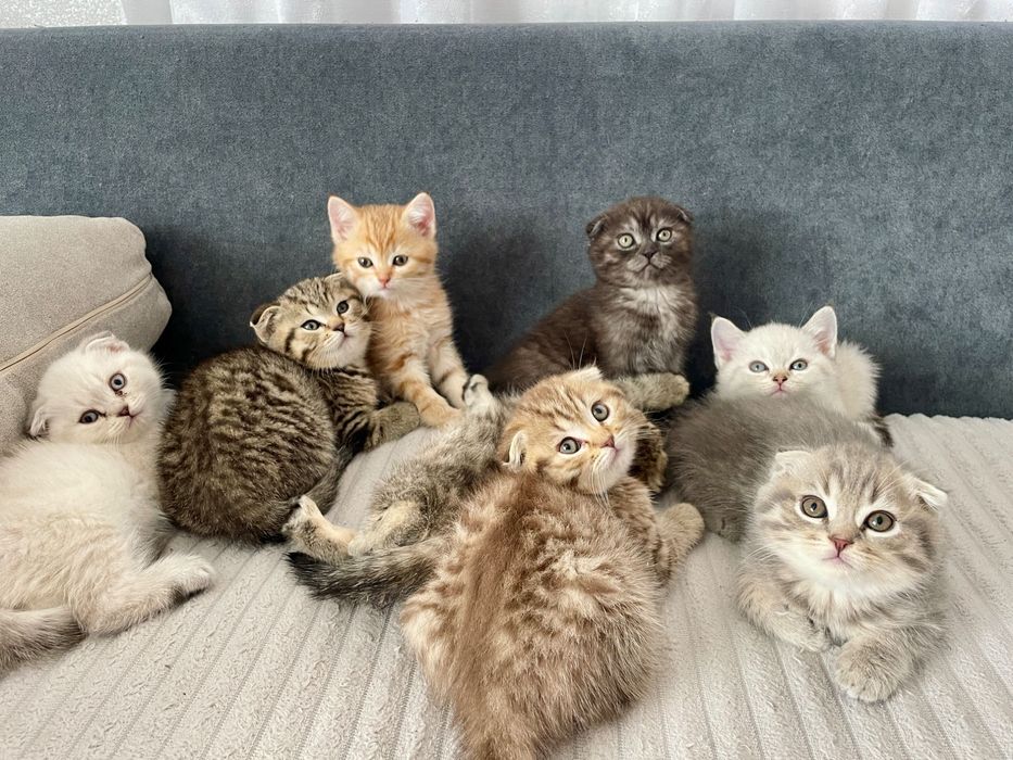 Шотландські кошенята