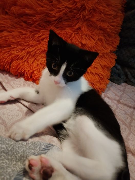 Kot do adopcji  szuka domu