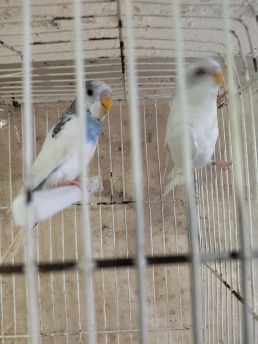 Casal de periquitos