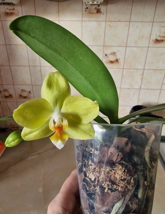 Орхідея мікі азія Амадеус