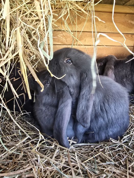 Króliki barany francuskie niebieskie