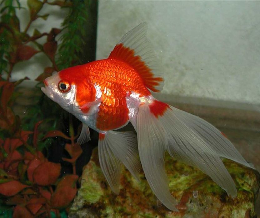 Welonka odmiana CZERWONO - BIAŁA - Welon - Carassius - dowóz, wysyłka