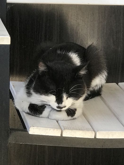 котенок ищет семью