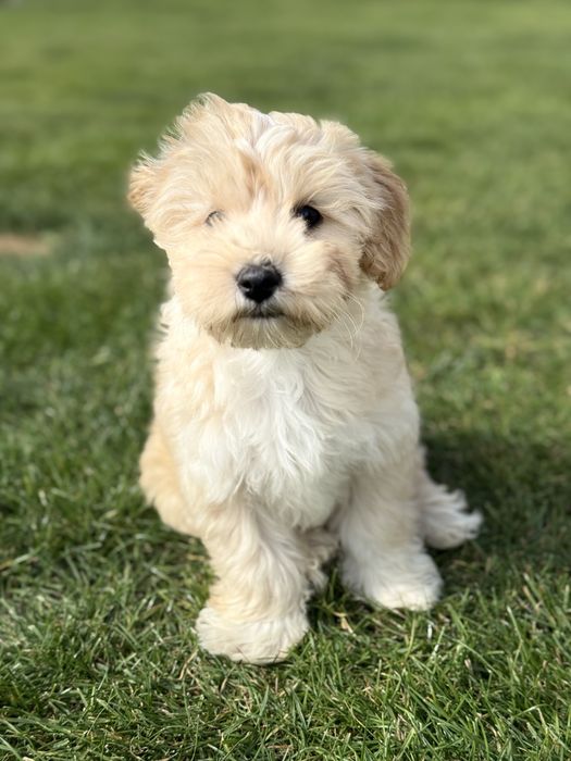 Uroczy chłopiec maltipoo gotowy na nowy dom