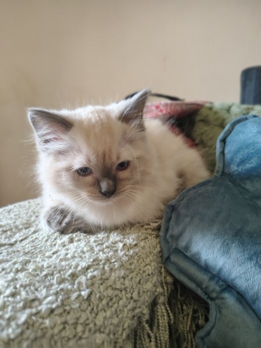Piękny Kocurek Ragdoll