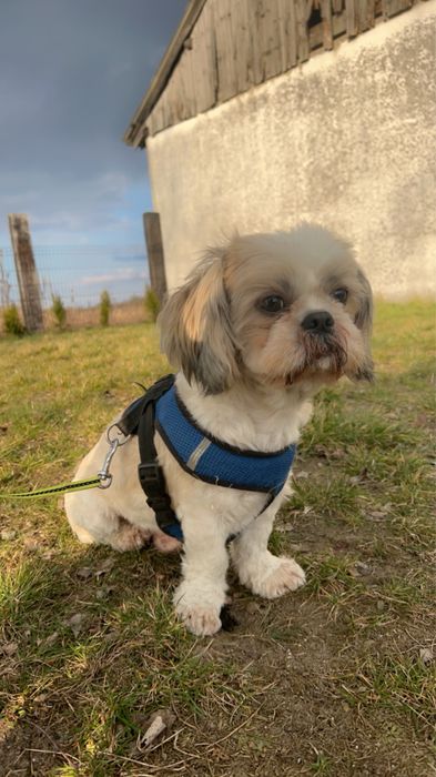 ‼️ ZAGINĄŁ PIES – SHIH TZU ‼️