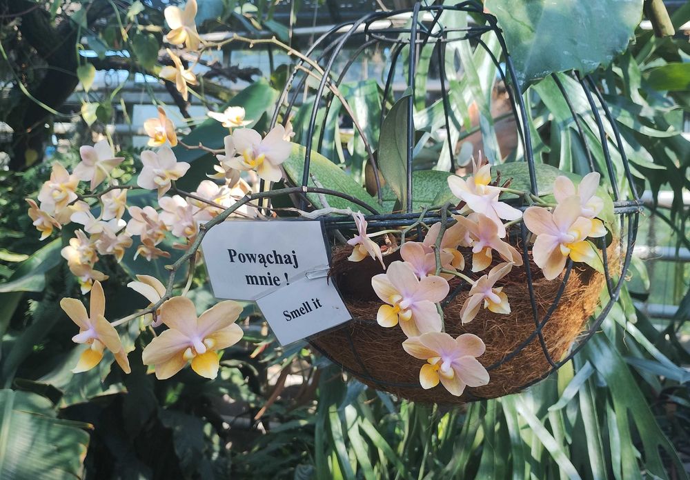 Pielęgnacja ogrodów