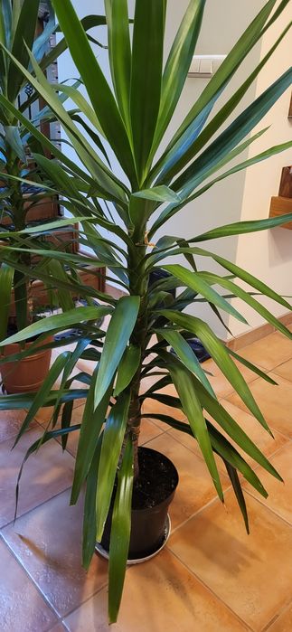 Juka, yucca domowa.