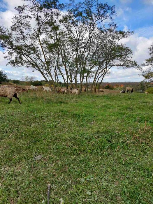 Кози,вівці,козенята