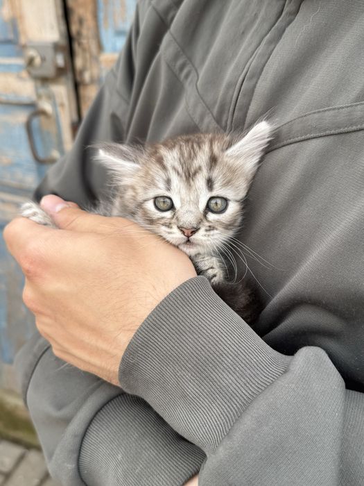 Віддам кошеня дівчинка