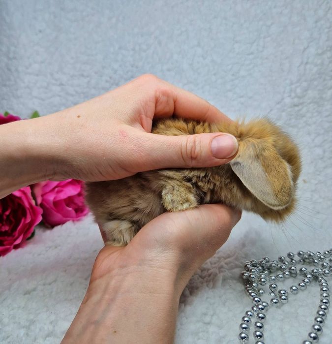 Карликовий Весловухий кролик міні баранчик рудий, карликовые кролики