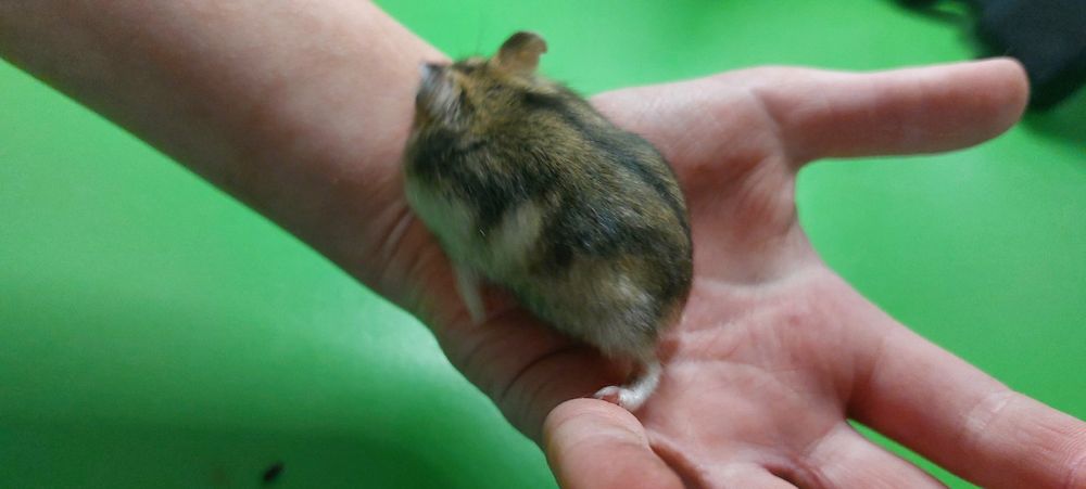 Хом'як дужунгарскій