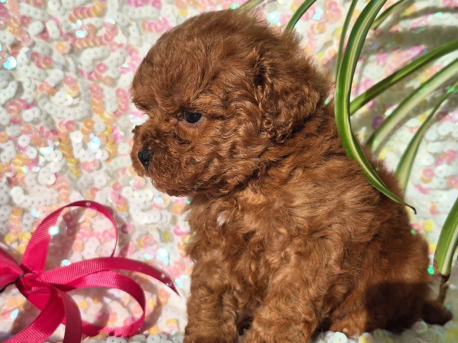 Cavapoo  szczeniaczek z rodowodem
