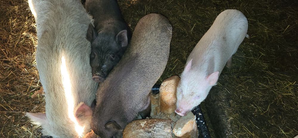 Świnki młode wietnamskie