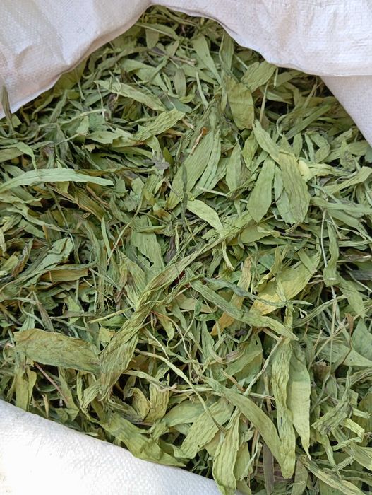 nasiona babka lancetowata 2025