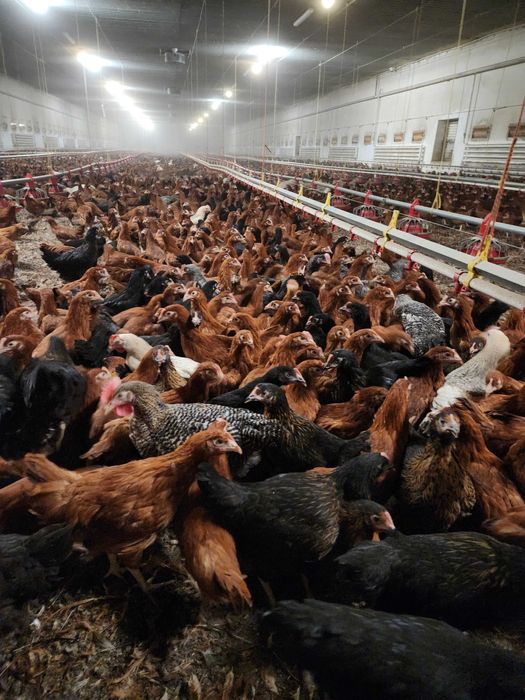 Kury nioski Rosa z pierwszym jajkiem. Dominant i Leghorn. Dowóz Gratis