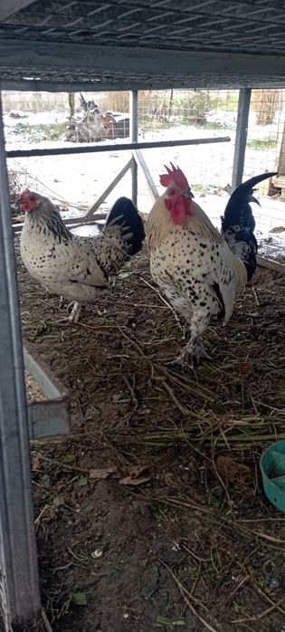 Продаю курей бентамок