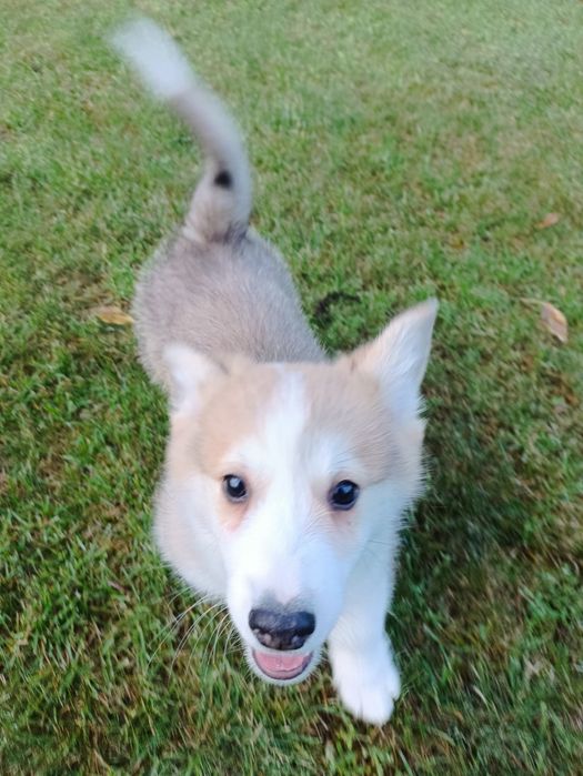 Piesek Welsh Corgi PEMBROKE - Kapsel