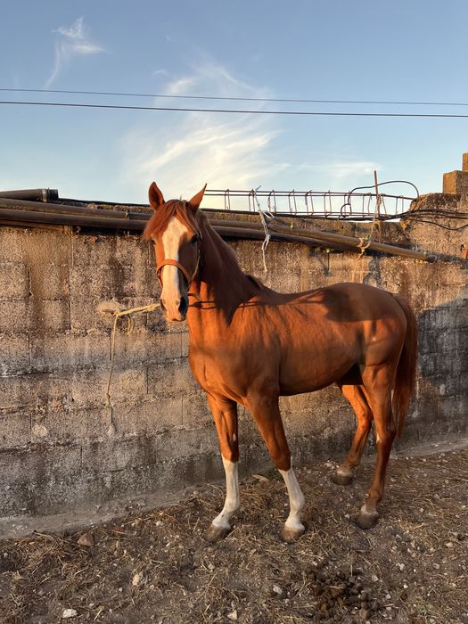 Cavalo lazão montado