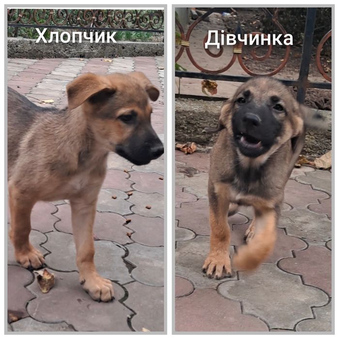 Цуценята німецької вівчарки шукають дім!
