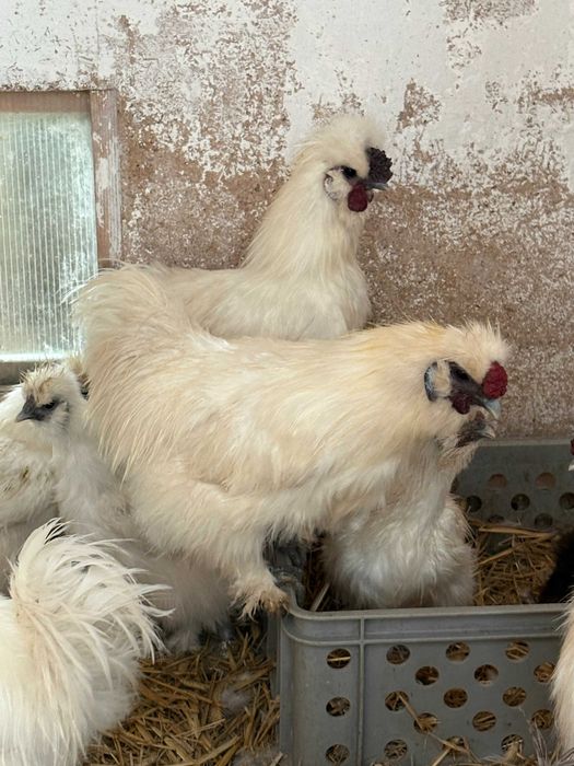 Kurki Koguty Silki Jedwabistej oraz kurczęta odchowane