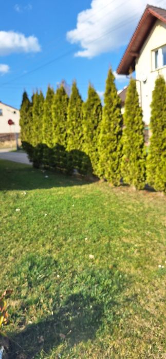 Oddam tuje rożne rozmiary