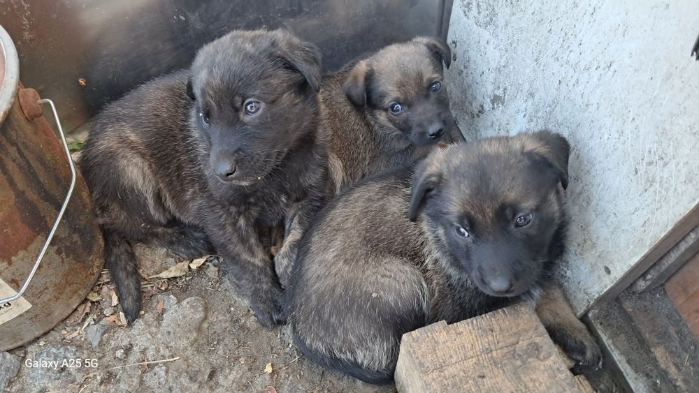 Собачки цуцики 1 місяць