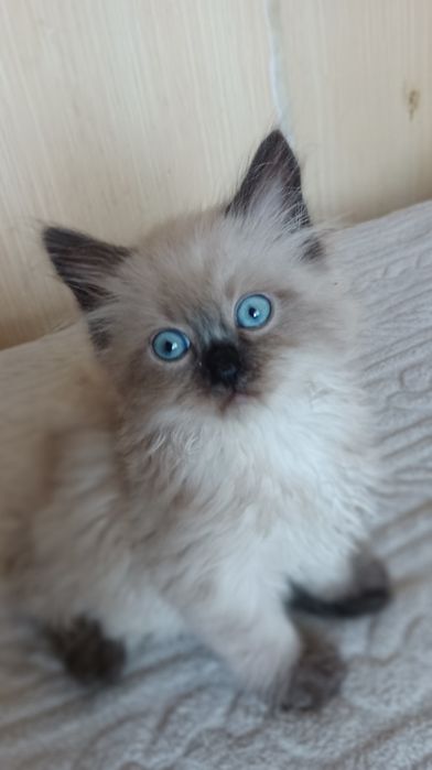 Невстка маскарадна хлопчик 1,5 місяці