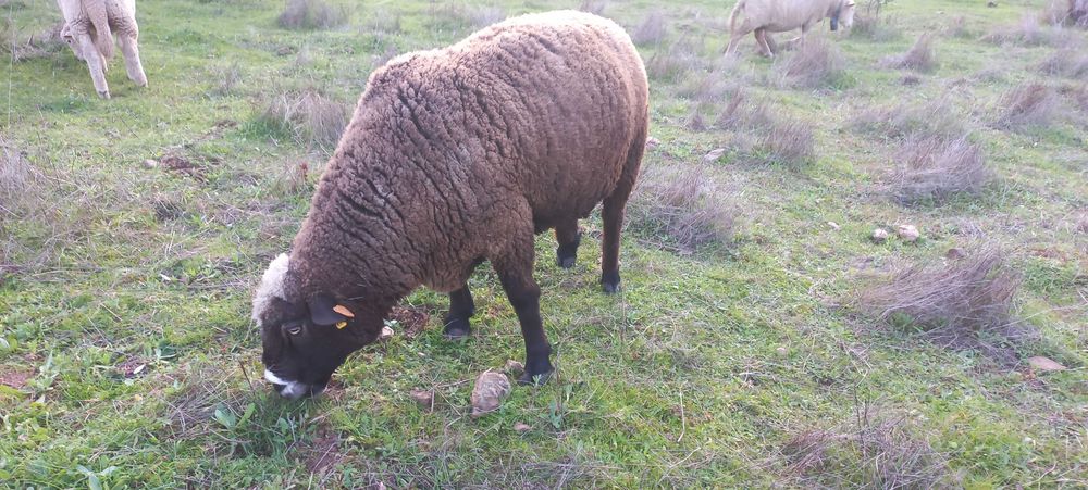 Carneiro cruzado P3