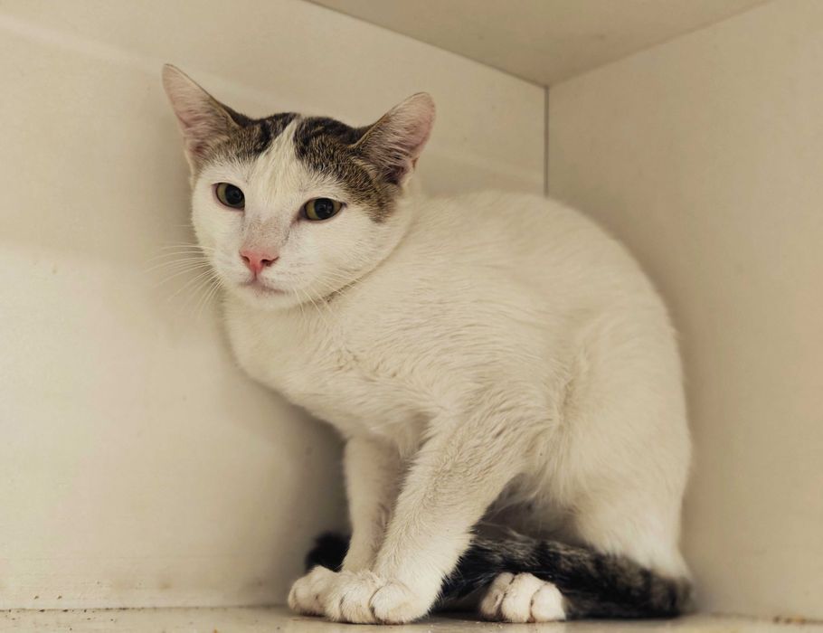 Ясік, 10 міс – лагідний муркотун шукає домівку! кіт кошеня кішка