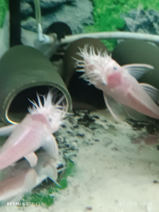 Ancistrus L144 snow white,