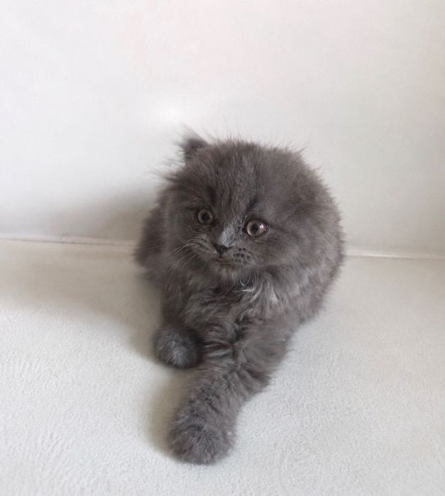 Scottish fold menina