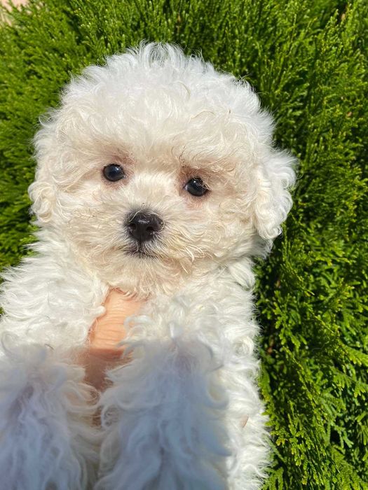 Продам  гарних бiшон фрiзе