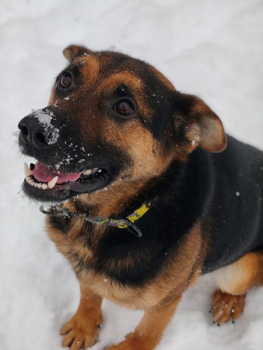 Cudowny Grześ  szuka domu!