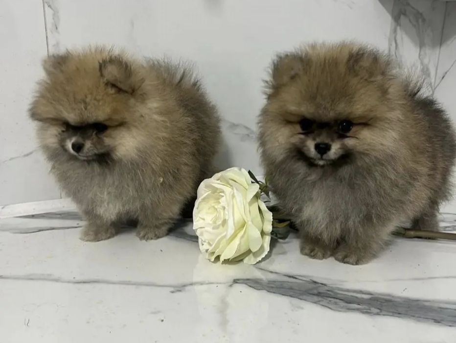 Померанский шпиц щенки Доставка без предоплаты