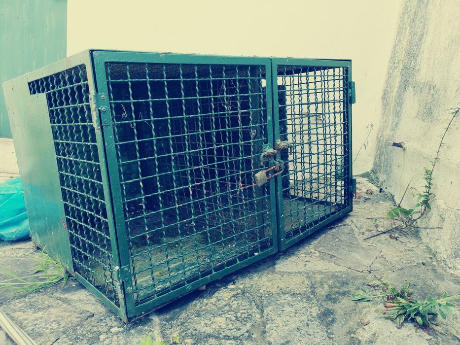 Caixa de transporte de cães de caça